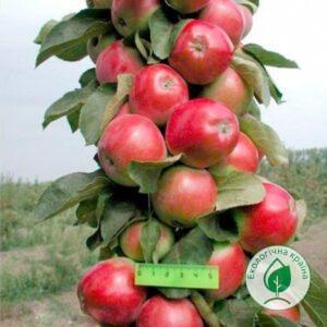 Яблуня колоновидна “Трайдент” ВКС 1,0-1,5м