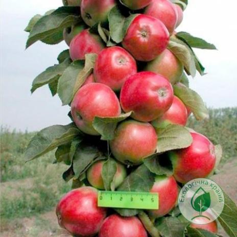 Яблуня колоновидна “Трайдент” ВКС 1,0-1,5м