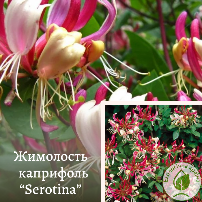 Жимолость каприфоль “Serotina”  1.0-1.3м
