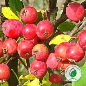 Яблуня райська “Пір” ВКС 1,0-1,5м