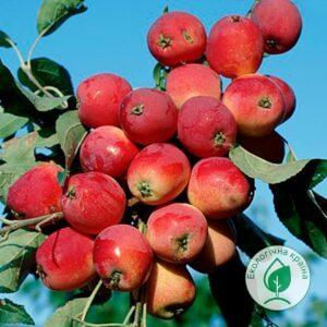 Яблуня “Райка м’ясочервона”