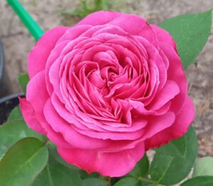 Троянда “Heidi Klum”