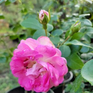 Троянда “Pink Beauty” C7