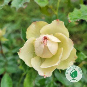 Троянда “Lovely Green” C7