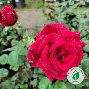 Троянда “Edith Piaf”