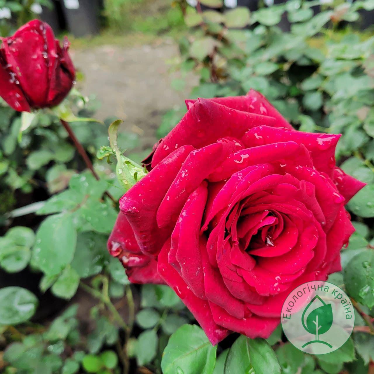 Троянда “Edith Piaf”