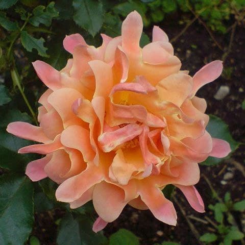 Троянда “Ruffles Dream” C7