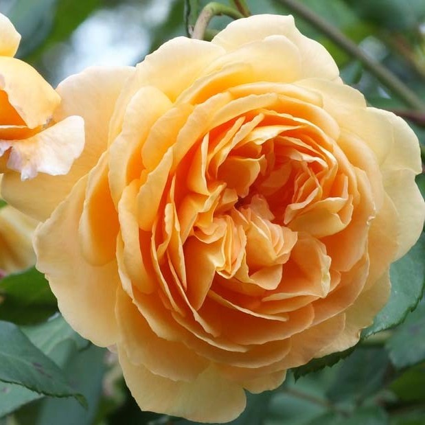 Троянда “Crown Princess Margareta” c7