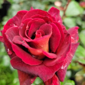 Троянда “Eddy Mitchell”