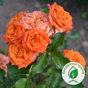 Троянда штамбова “Orange Baby”