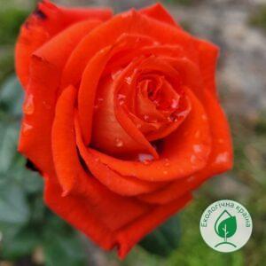 Троянда “Verano”
