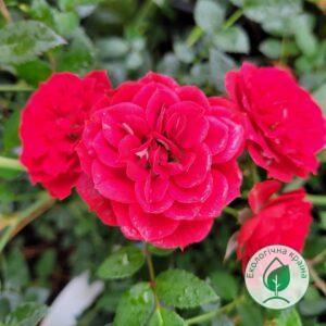 Троянда “Red Makarena”