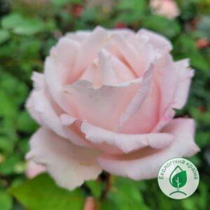 Троянда “La Perla” C7
