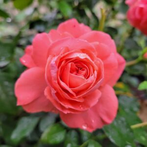 Троянда “Rosemarin”