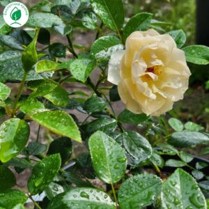Троянда “Sunny Rose” C7