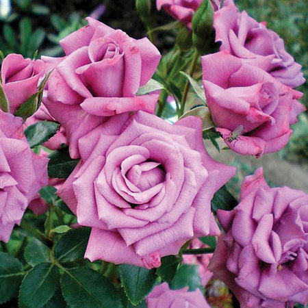 Троянда “Lavender Meillandina” C7