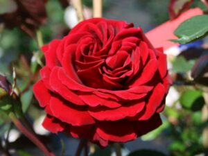 Троянда “Nahel Glou”