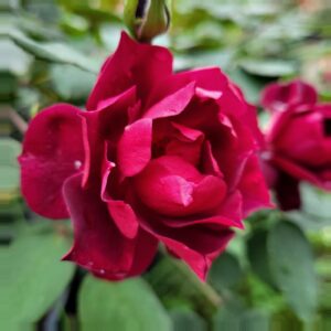 Троянда “Cardinal de Richelieu”