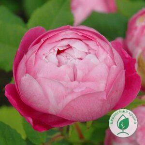 Троянда “La Reine Victoria” (“Королева Вікторія”) ВКС