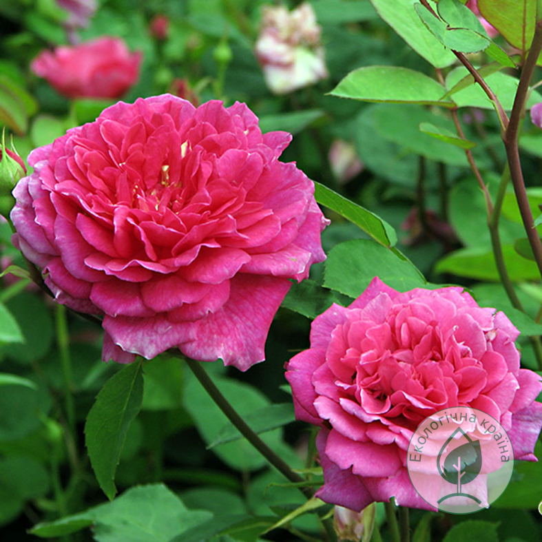 Троянда “Sophy’s Rose” С-7
