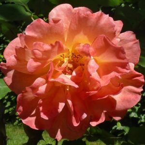 Троянда “Arielle Dombasle”