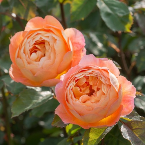 Троянда “Lady Emma Hamilton”