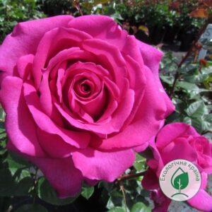 Троянда “Chartreuse de Parme” C7