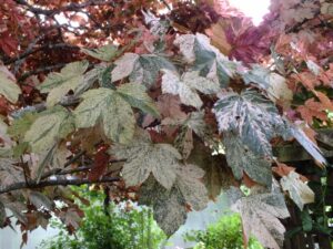 Клен Ескімо Сансет (pseudoplatanus Eskimo Sunset)вкс штамб 1.7-1.8 м