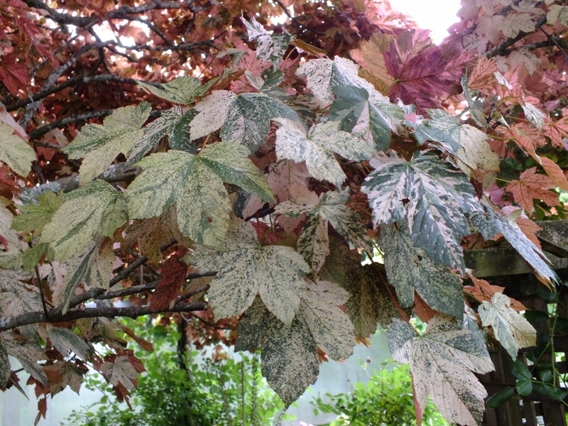 Клен Ескімо Сансет (pseudoplatanus Eskimo Sunset)вкс штамб 1.7-1.8 м