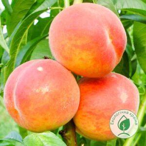 Персик колоновидний “Сувенір”