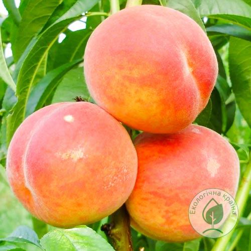 Персик колоновидний “Сувенір”