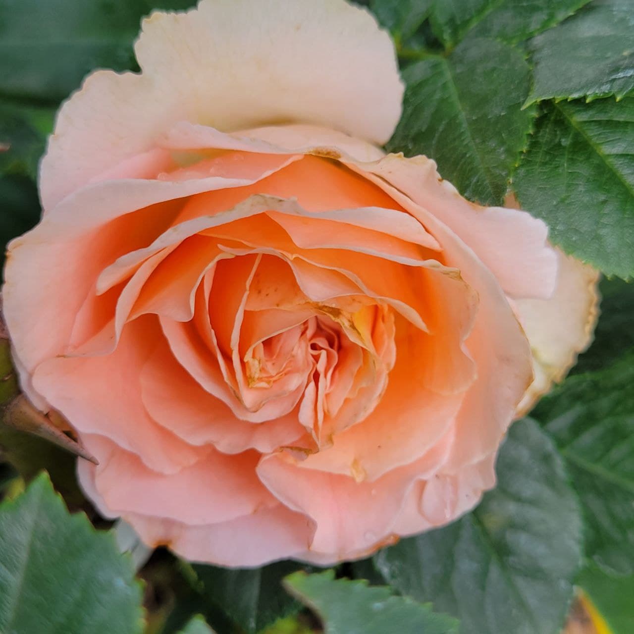 Троянда “Peach Queen” C7