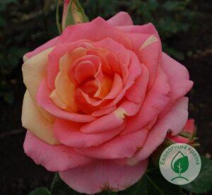 Троянда “Clone Versilia” C-7