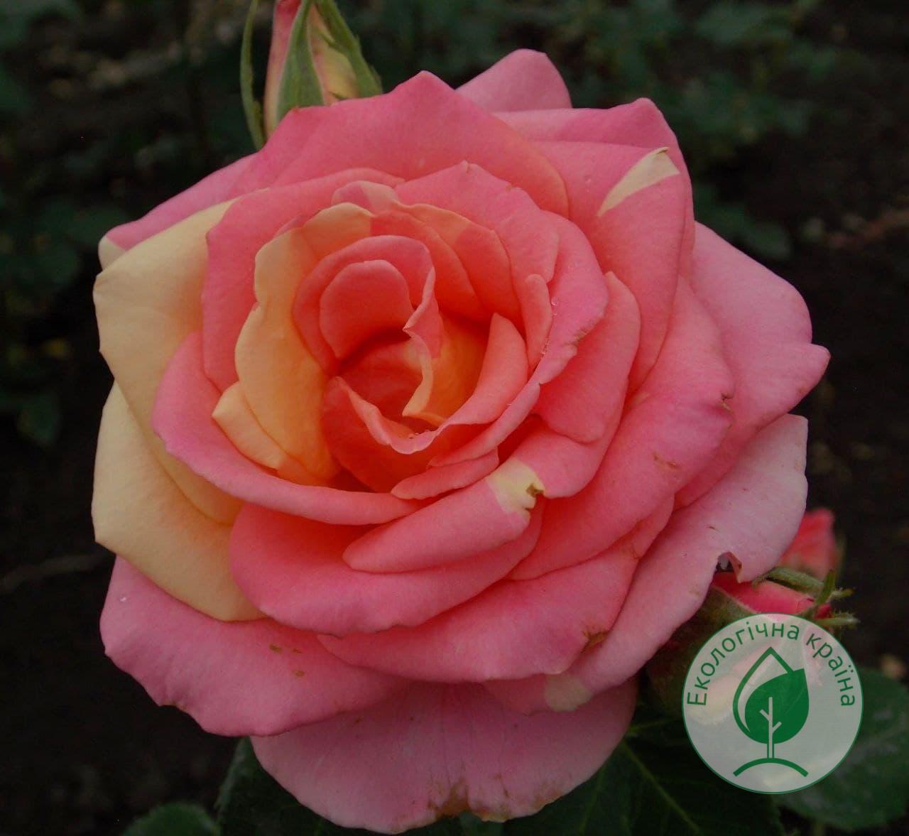 Троянда “Clone Versilia” C-7