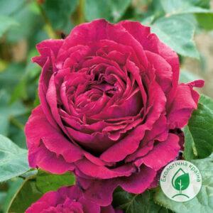 Троянда “La Rose des 4 Vents” (Троянда чотирьох вітрів) C7