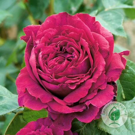 Троянда “La Rose des 4 Vents” (Троянда чотирьох вітрів) C7