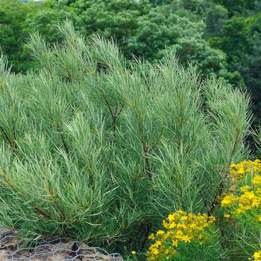 Верба розмаринолиста “Salix rosmarinifolia”