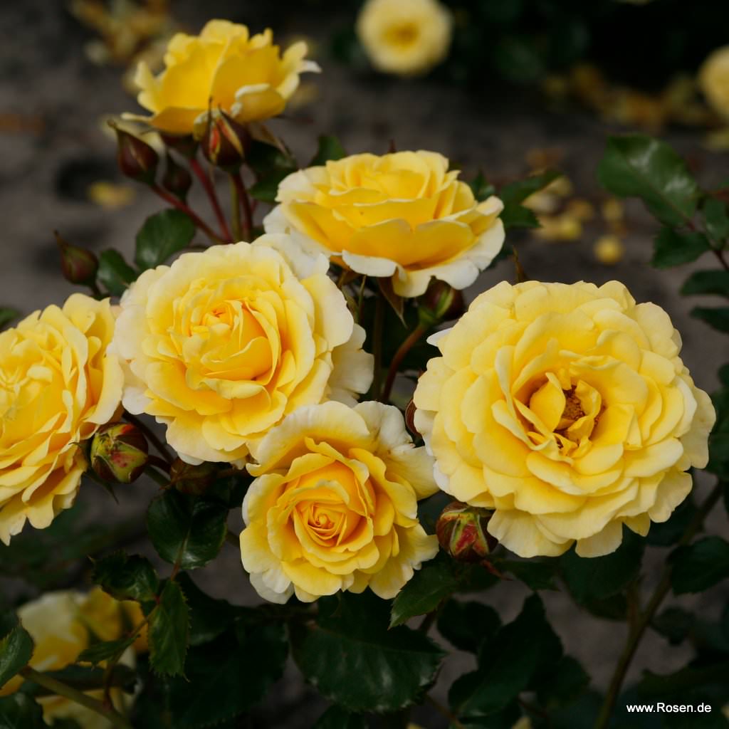 Троянда “Sunmaid” C7