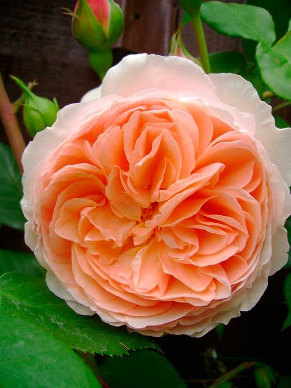 Троянда “William Morris”