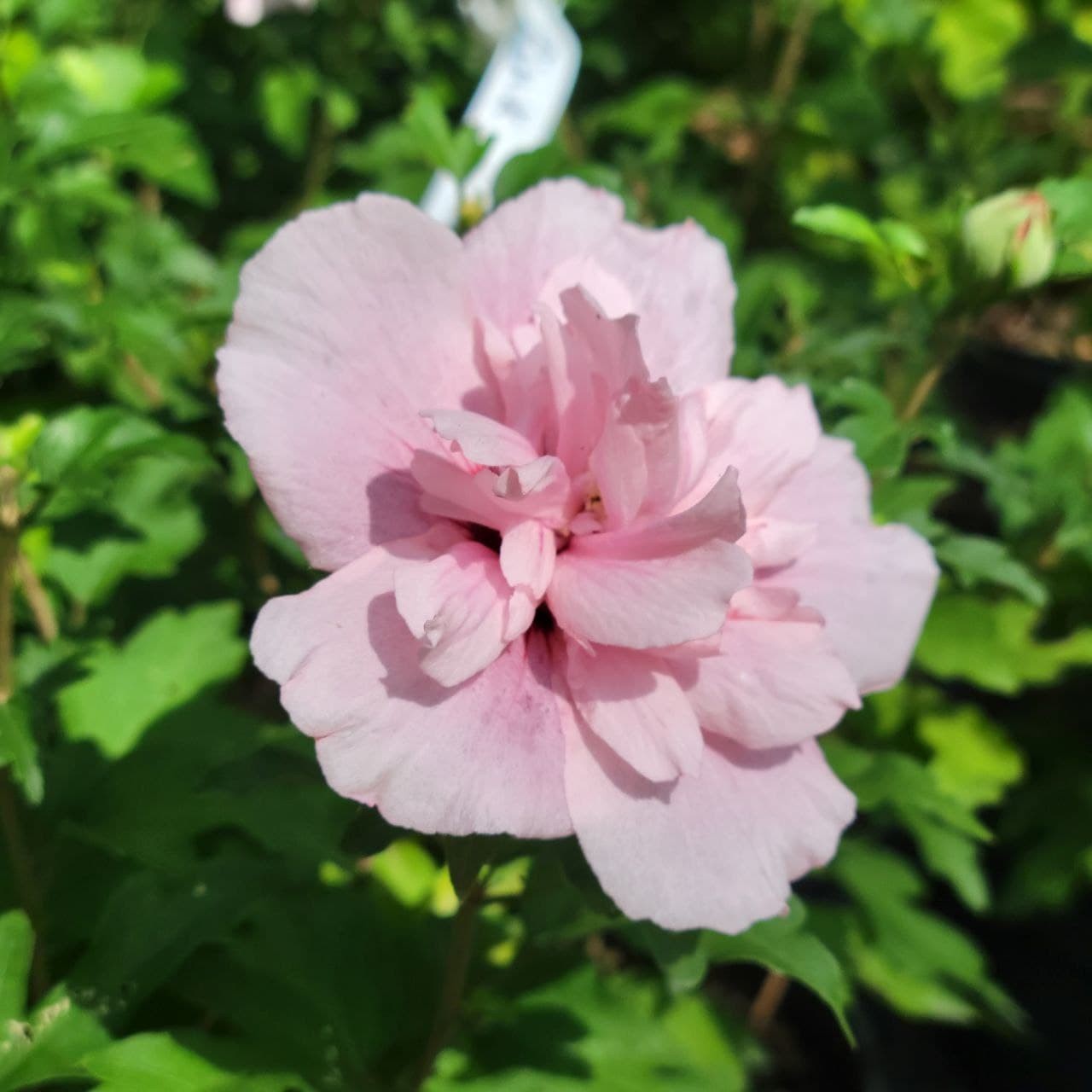 Гібіскус сірійський “Pink Chiffon” С5 0,3-0,5м
