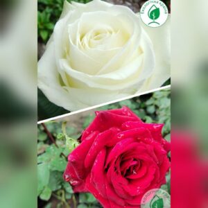 Троянда “Avalanche + Edith Piaf” С7,5 1,6м