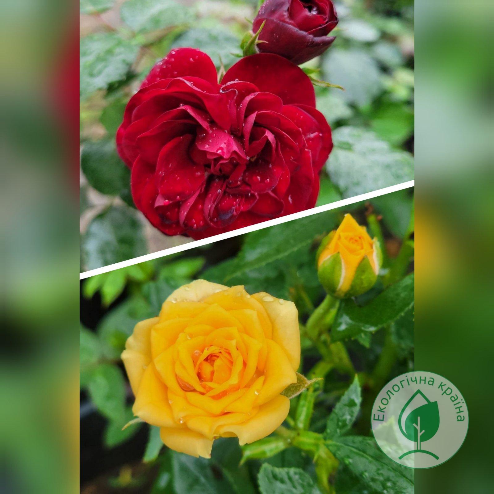 Троянда штамбова “Cordula+Clementine” С7 1,0-1,3м