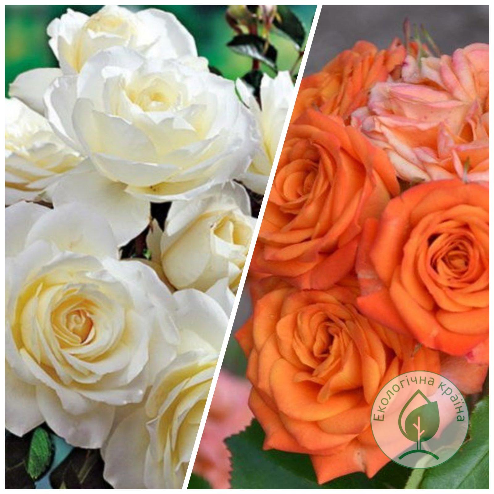 Троянда штамбова “Orange Baby+Bolero” С7 1,3м