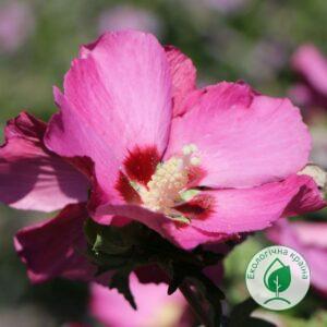 Гібіскус деревовидний “Pink Giant” ВКС 0,5-0,7м