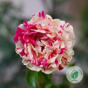 Троянда “Vanille Fraise” С7