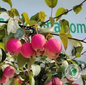 Яблуня райська “Пінк Б’юті”