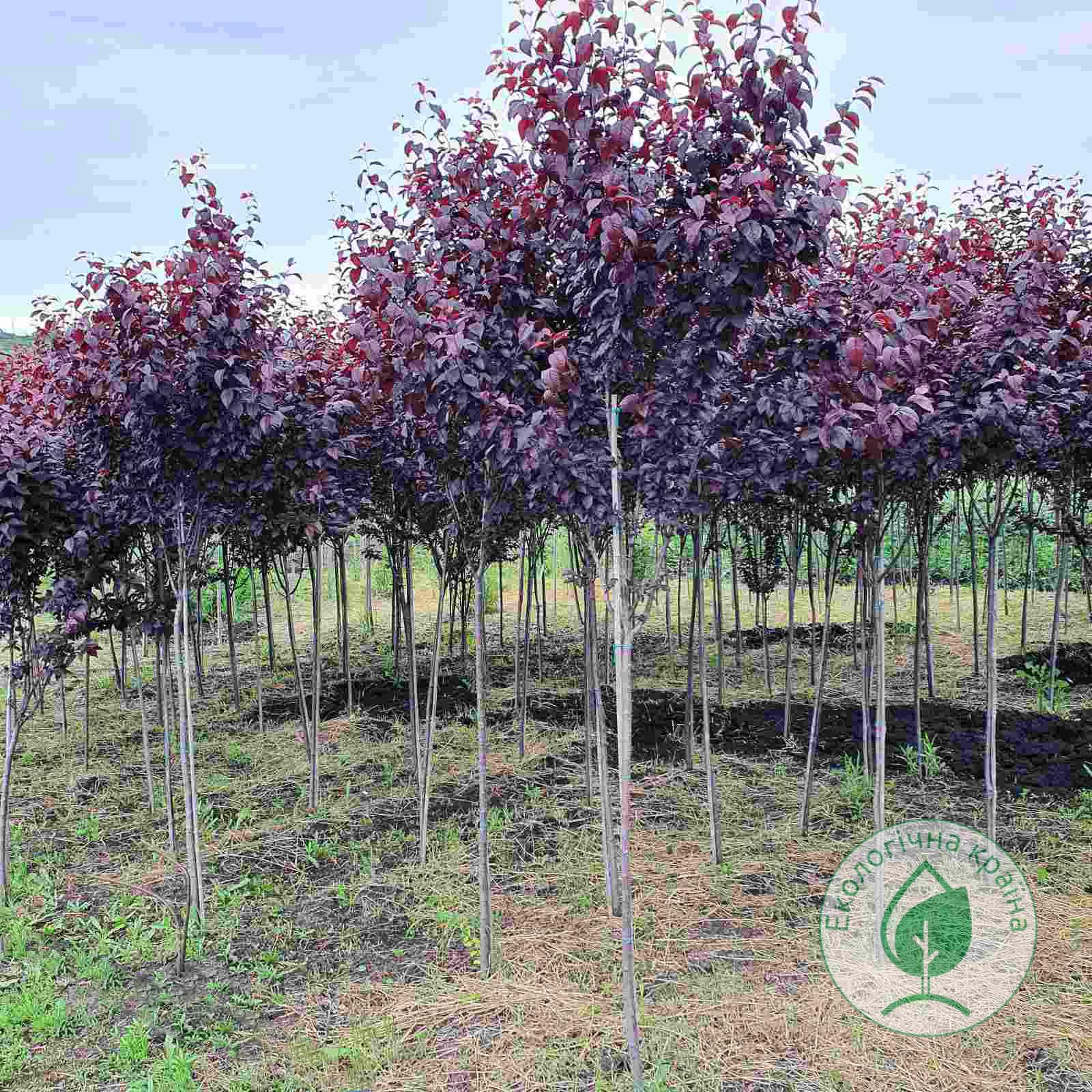 Слива (Prunus cerasifera) “Nigra”