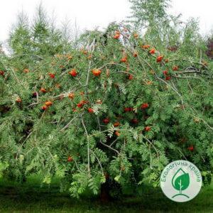 Горобина плакуча (Sorbus aucuparia “Pendula”)