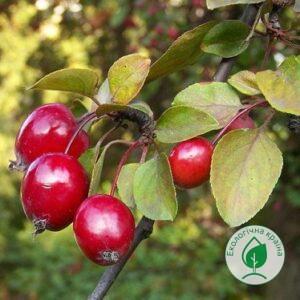 Яблуня декоративна плакуча “Floribunda” С7 1,6-1,8м