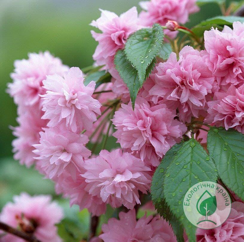 Сакура (Prunus serrulata) “Kiku Shidare”